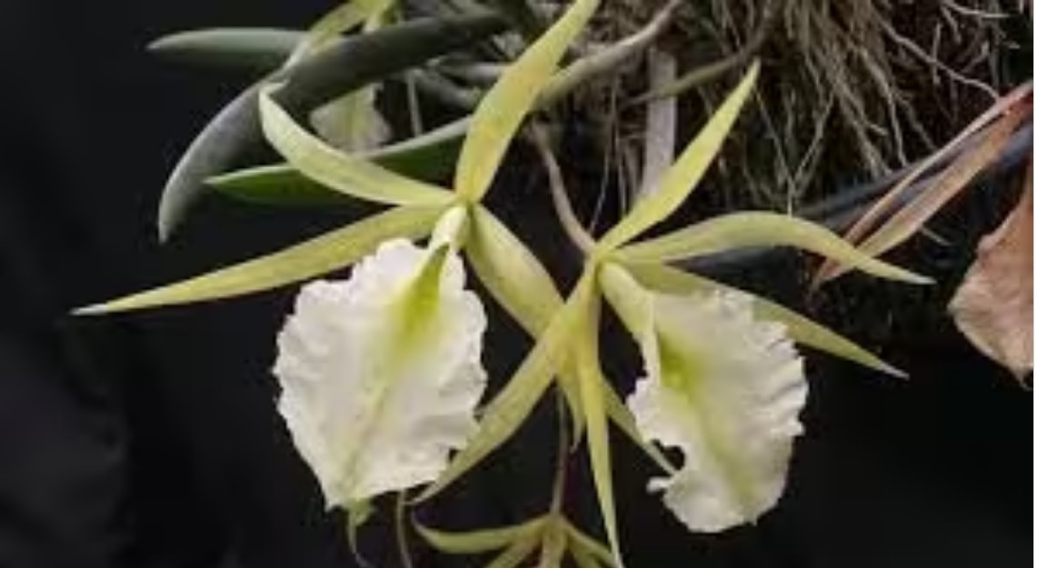 Brassavola Jiminy Cricket — Ritter Tropic 1 Orchids