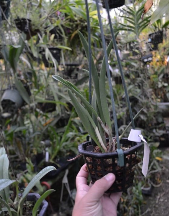 Brassavola Jiminy Cricket — Ritter Tropic 1 Orchids — view 2