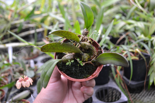 Bulbophyllum roxburghii — Ritter Tropic 1 Orchids — view 2