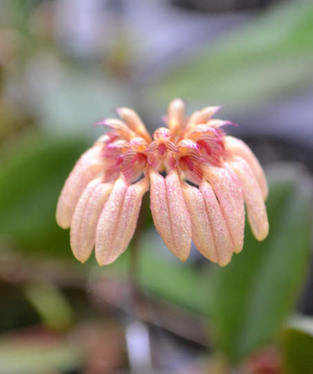 Bulbophyllum roxburghii — Ritter Tropic 1 Orchids