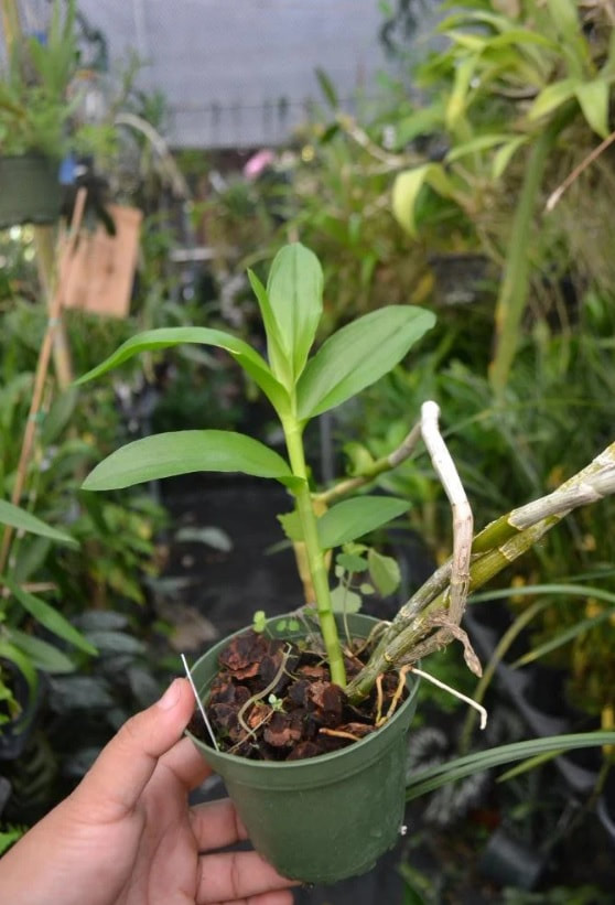 Den anosmum x Sib — Ritter Tropic 1 Orchids — view 2
