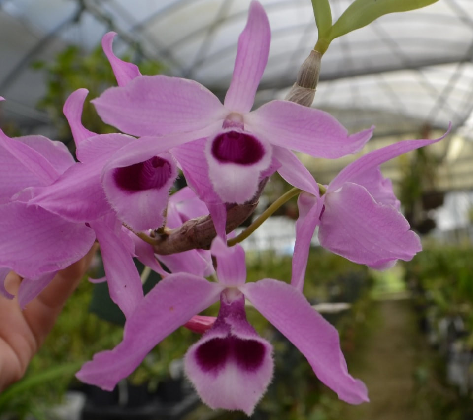 Den anosmum x Sib — Ritter Tropic 1 Orchids