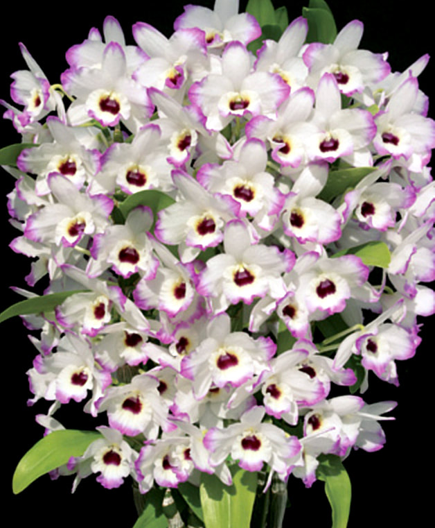 Den. Love Memory 'Fizz' — Ritter Tropic 1 Orchids