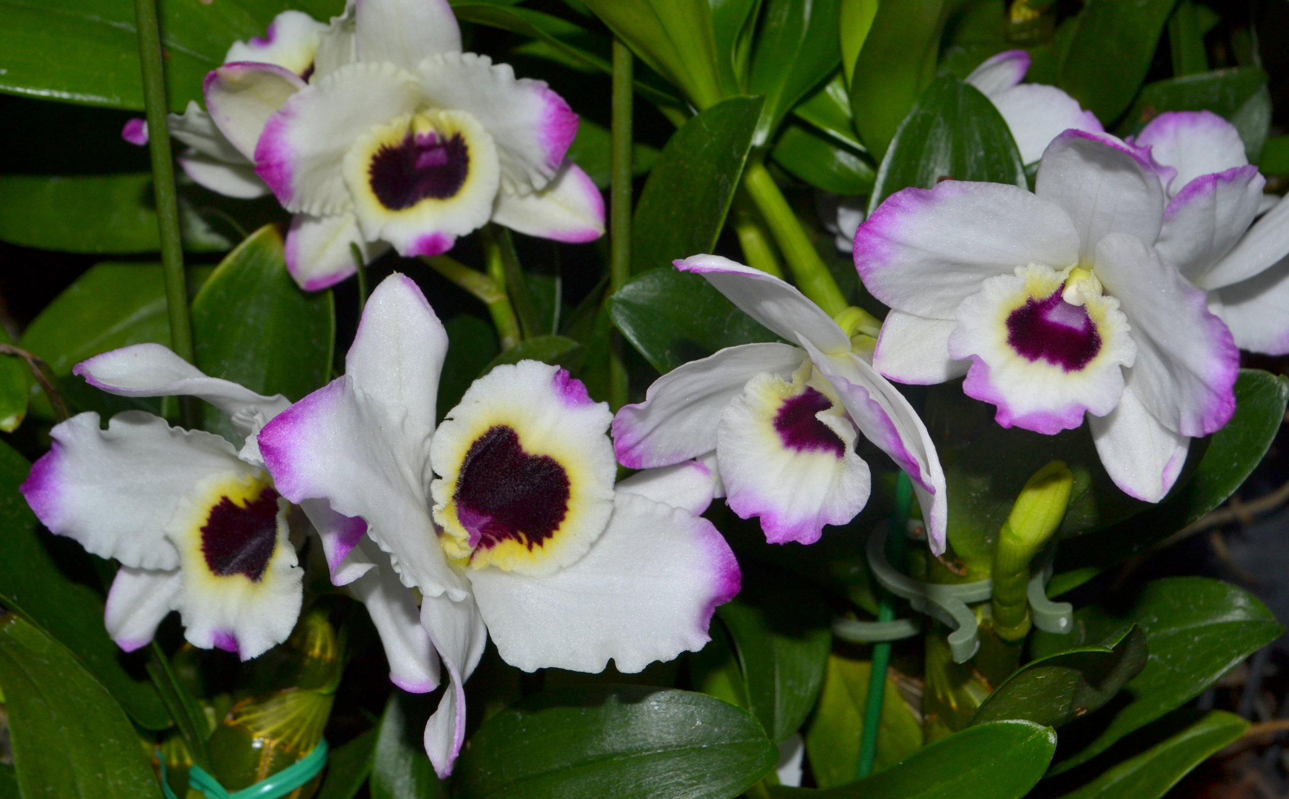Dendrobium orchids