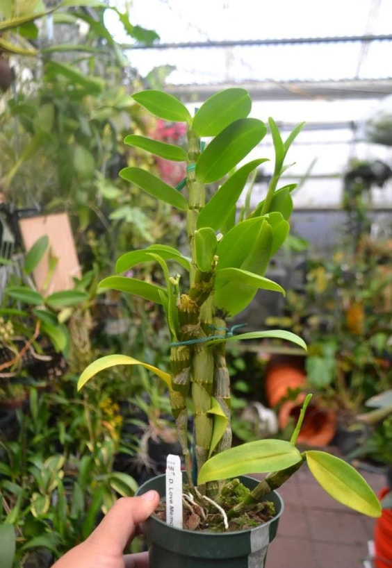 Den. Love Memory 'Fizz' — Ritter Tropic 1 Orchids — view 3