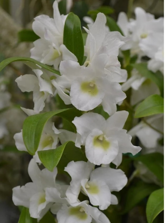 Dendrobium Nobile Spring Dream 'Apollon' — Ritter Tropic 1 Orchids
