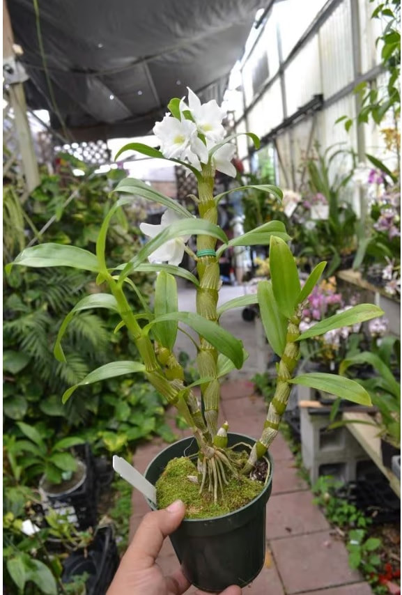 Dendrobium Nobile Spring Dream 'Apollon' — Ritter Tropic 1 Orchids — view 2