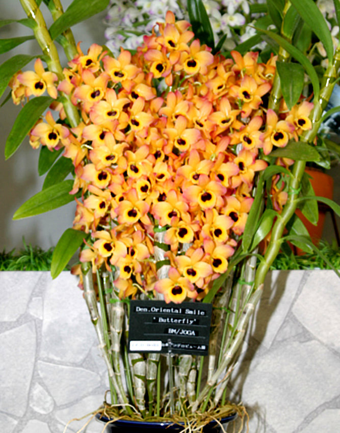 Dendrobium Oriental Smile 'Butterfly' — Ritter Tropic 1 Orchids