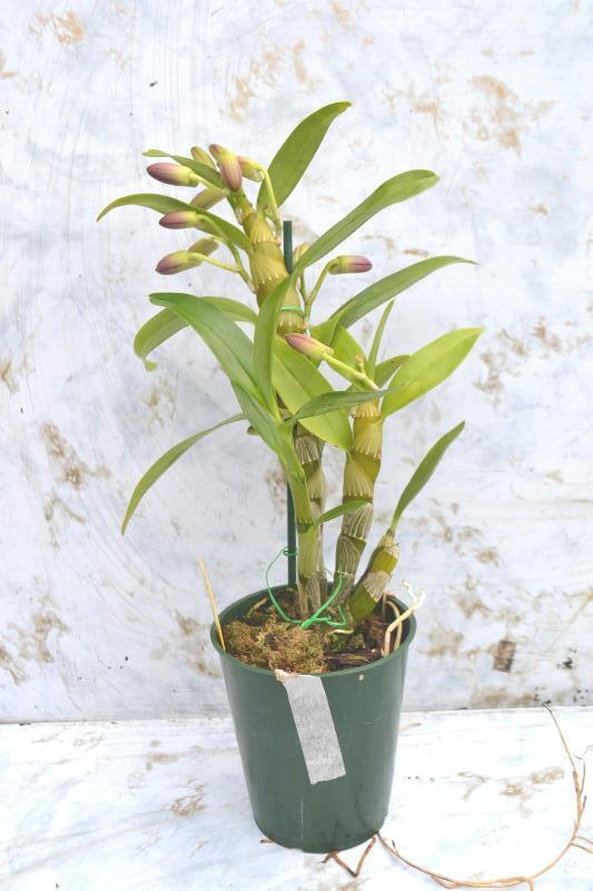 Dendrobium Oriental Smile 'Butterfly' — Ritter Tropic 1 Orchids — view 2