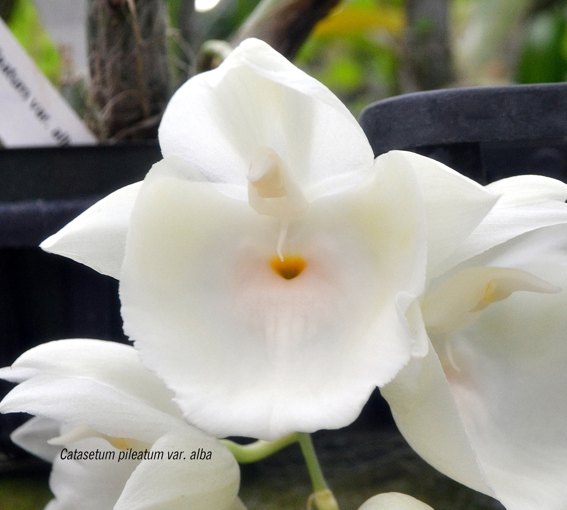Ritter Tropic 1 Orchids eGift card