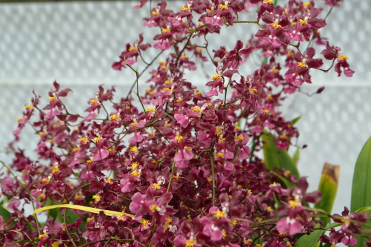 FRAGRANT Oncidium Tariflor Lady 'Beautiful Girl' — Ritter Tropic 1 Orchids — view 2