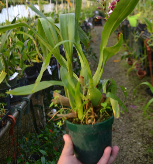 FRAGRANT Oncidium Tariflor Lady 'Beautiful Girl' — Ritter Tropic 1 Orchids — view 3