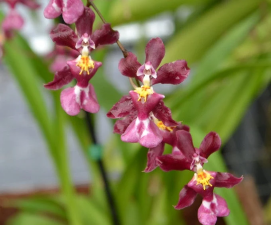 FRAGRANT Oncidium Tariflor Lady 'Beautiful Girl' — Ritter Tropic 1 Orchids