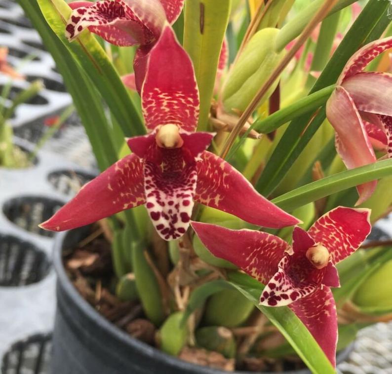 Maxillaria tenuifolia — Ritter Tropic 1 Orchids