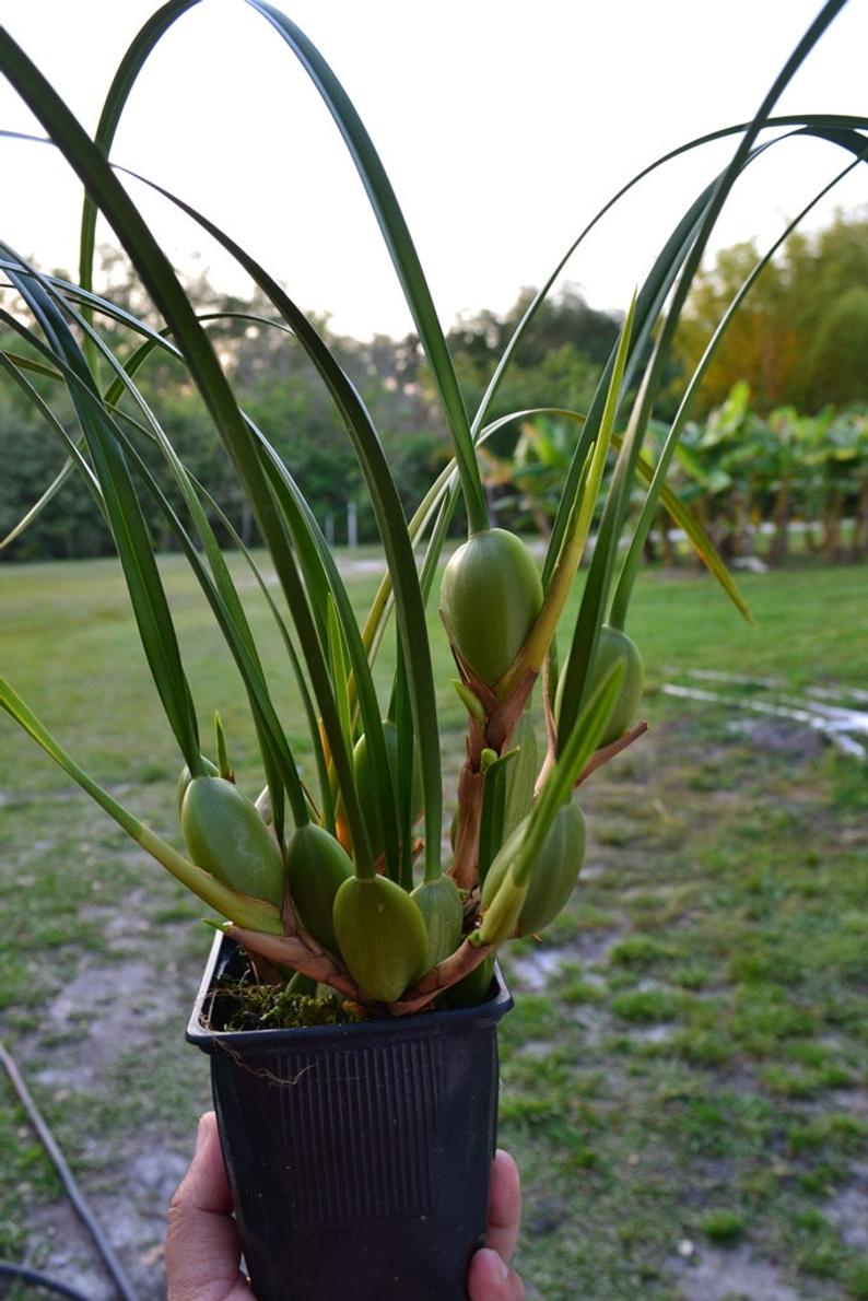 Maxillaria tenuifolia — Ritter Tropic 1 Orchids — view 2