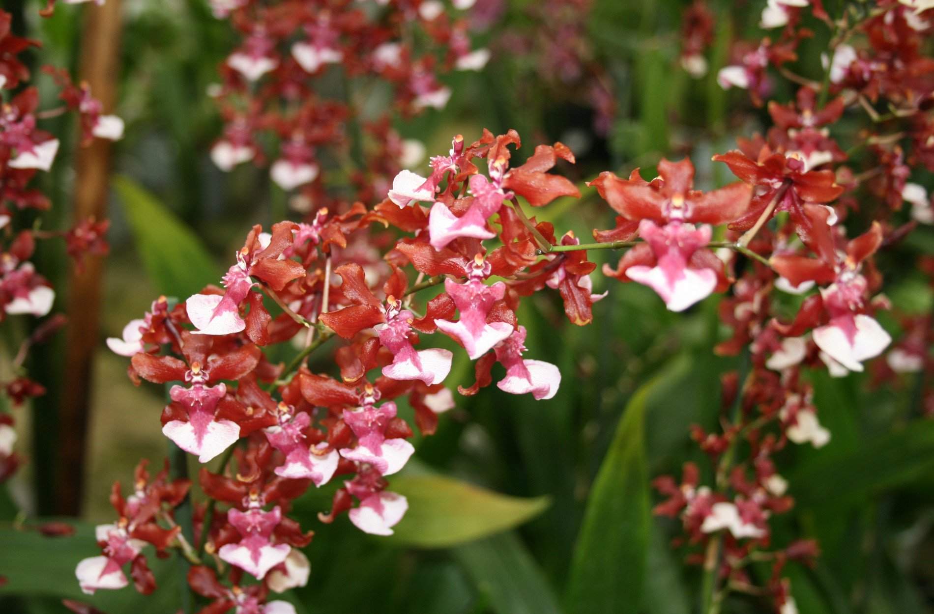Pictured: Onc. Sharry Baby ‘Sweet Fragrance’ — the chocolate orchid, grown on our bench