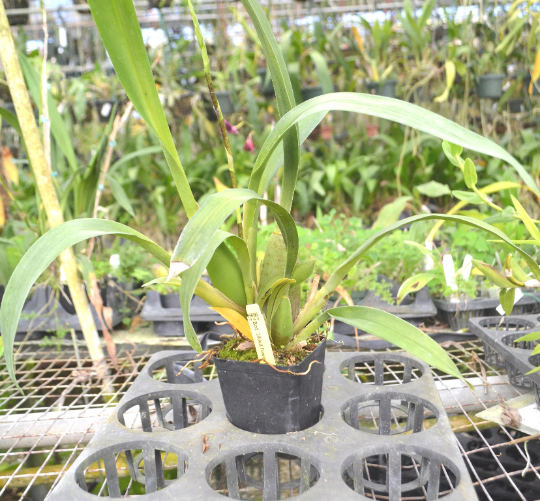 Oncidium Bcd. Gilded Tower 'Mystic Maze' — Ritter Tropic 1 Orchids — view 2