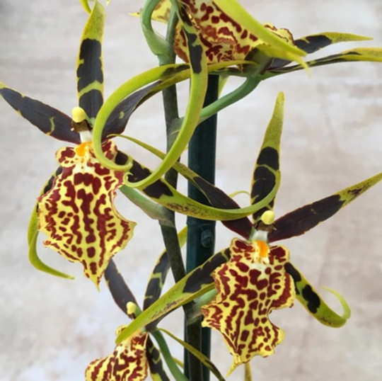 Oncidium Bcd. Gilded Tower 'Mystic Maze' — Ritter Tropic 1 Orchids