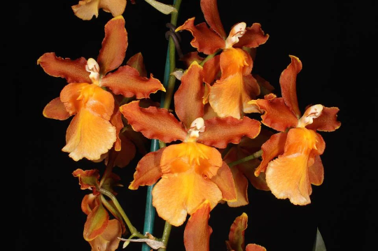 Oncidium Catatante 'Orange Kiss' — Ritter Tropic 1 Orchids