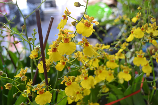 Oncidium Sweet Sugar — Ritter Tropic 1 Orchids — view 2