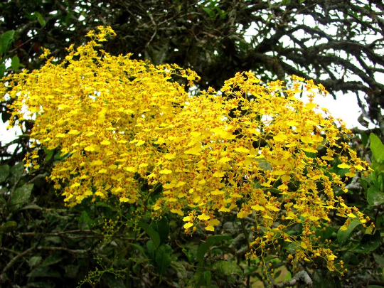 Oncidium Sweet Sugar — Ritter Tropic 1 Orchids