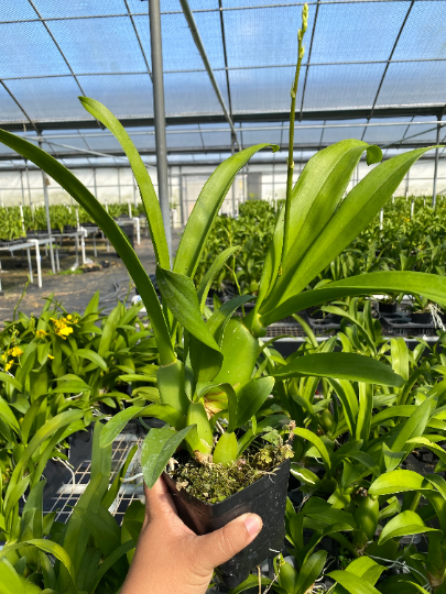 Oncidium Sweet Sugar — Ritter Tropic 1 Orchids — view 3
