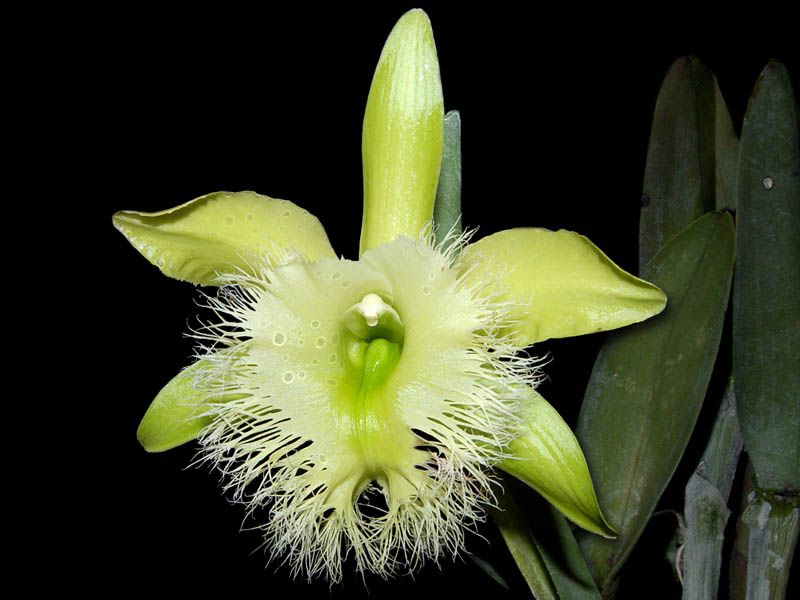 Rhyncholaelia digbyana — Ritter Tropic 1 Orchids