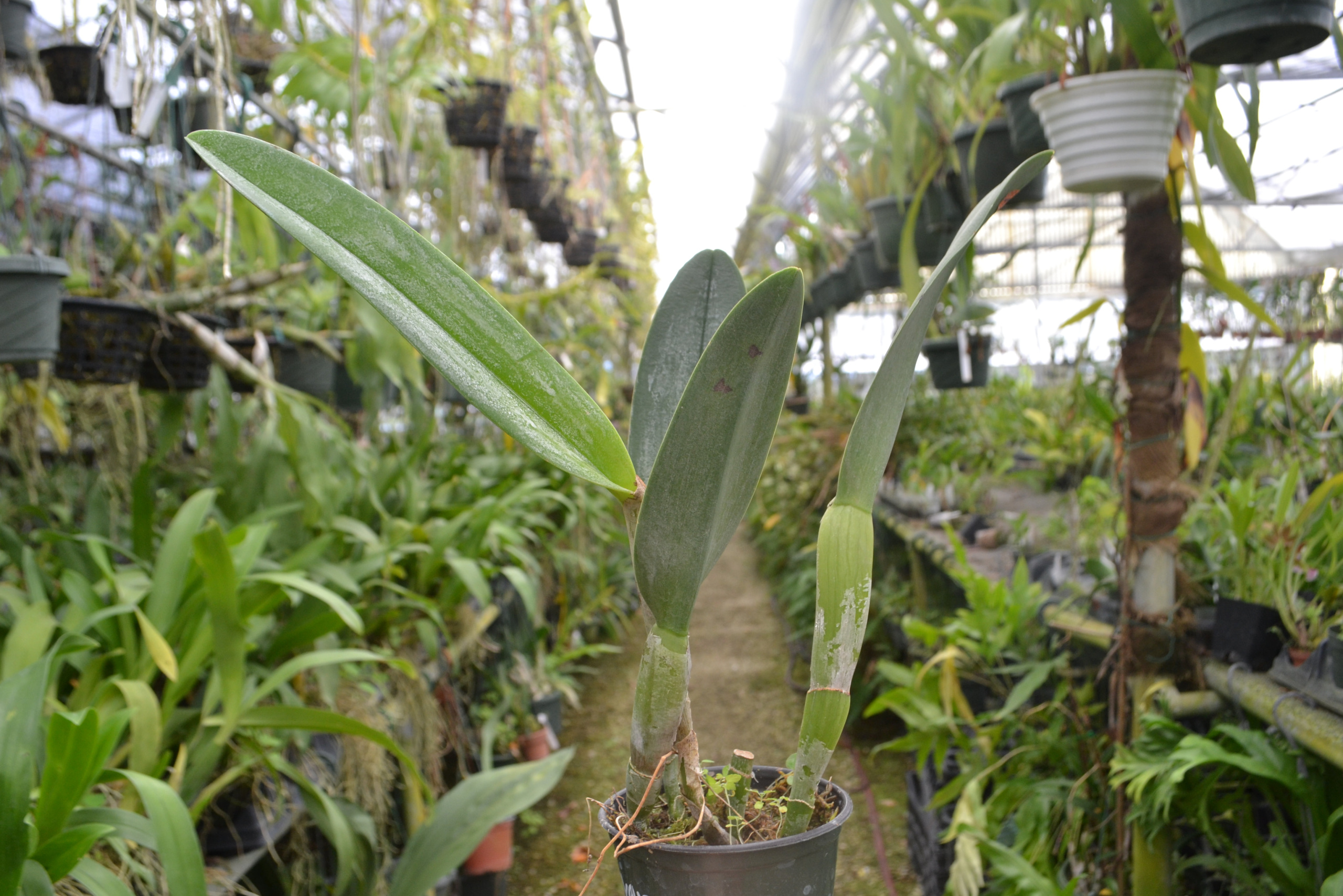 Cattleya orchids