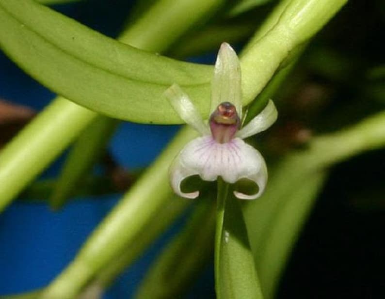 scaphyglottis prolifera — Ritter Tropic 1 Orchids