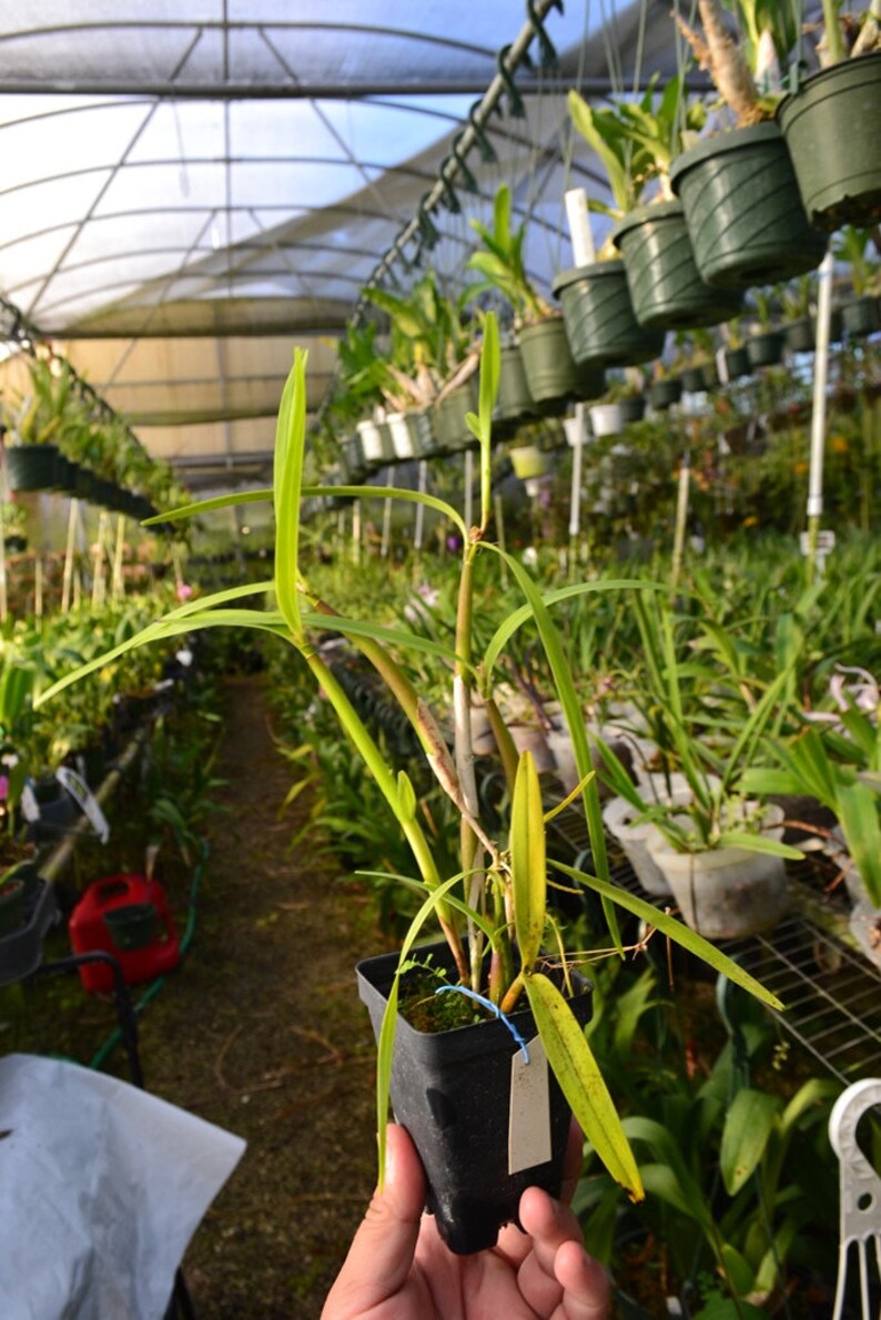 scaphyglottis prolifera — Ritter Tropic 1 Orchids — view 2